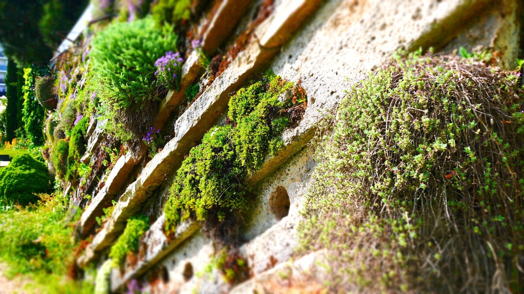 Balade au Jardin des plantes d&rsquo;Orléans (partie&nbsp;1)