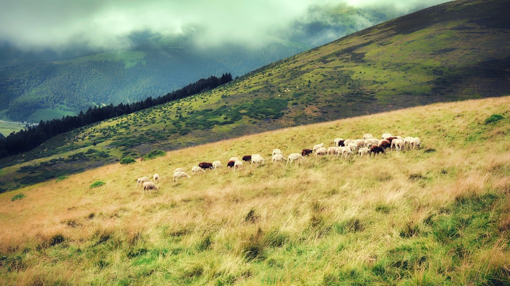 Symphonie Pastorale en Haute-Bigorre (à&nbsp;Payolle)
