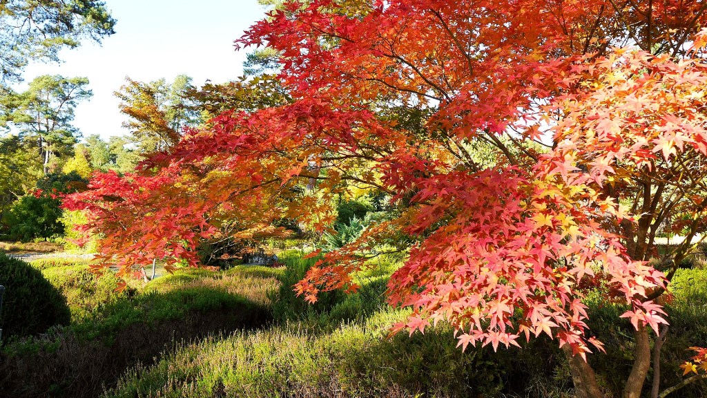 Le jardin est une méditation à ciel ouvert, un secret révélé à qui le mérite. Ghislaine Schoeller n°2 (en&nbsp;musique)