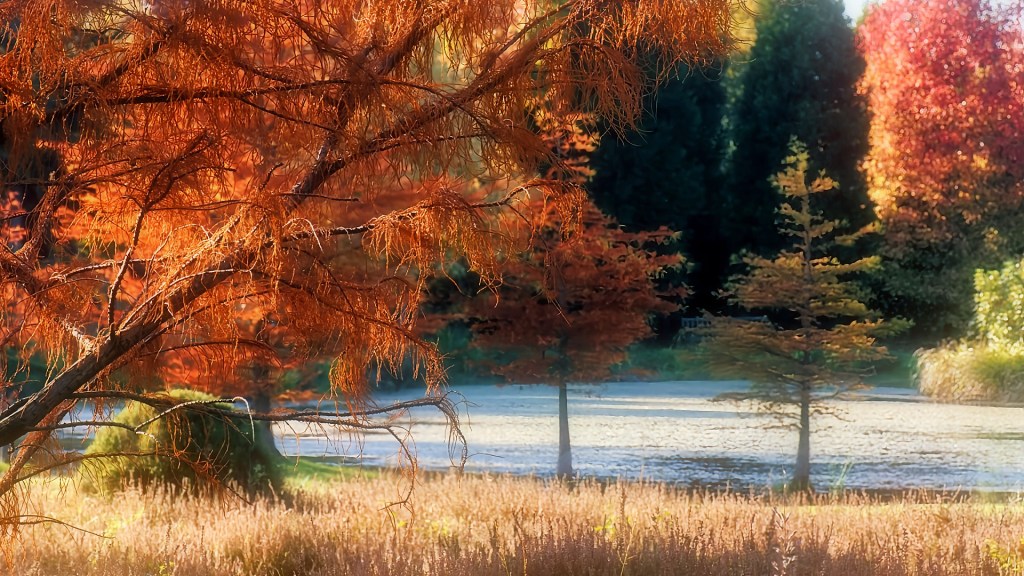 Vibration automnale… (arboretum des Grandes&nbsp;Bruyères)