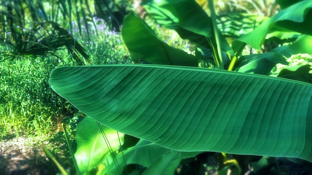 Jardin des Plantes d&rsquo;Orléans… &laquo;&nbsp;Toujours un coin qui me rappelle&nbsp;!&nbsp;&raquo;