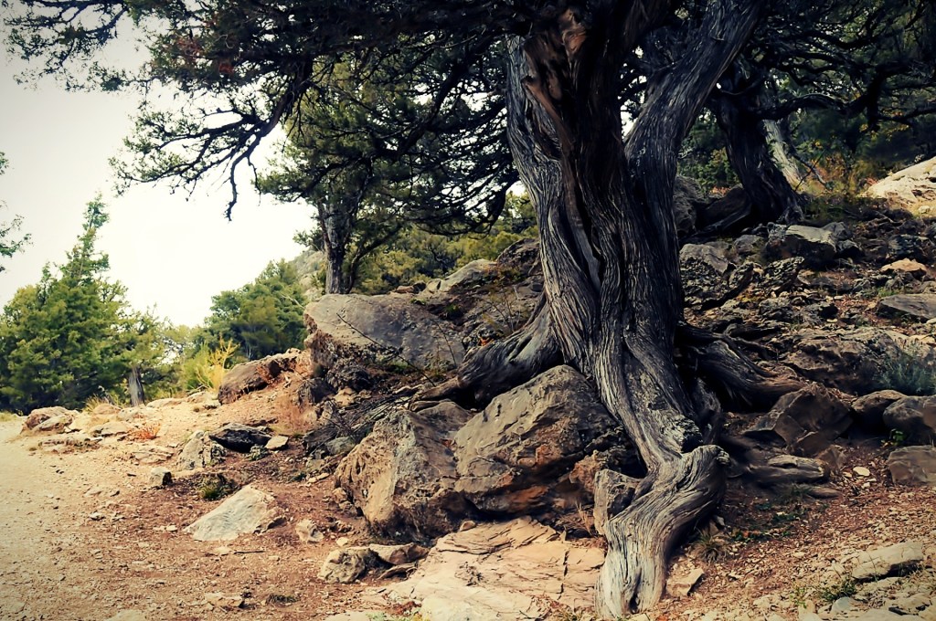 Là-bas, vers chez Marie Landais, les Thurifères de St-Crépin… (Hautes-Alpes)