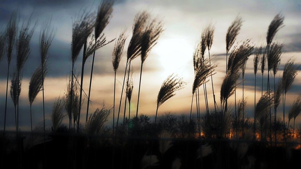 Quand vient le soir… Les roseaux de Chine, Eulalie s&rsquo;illuminent (Miscanthus&nbsp;sinensis)