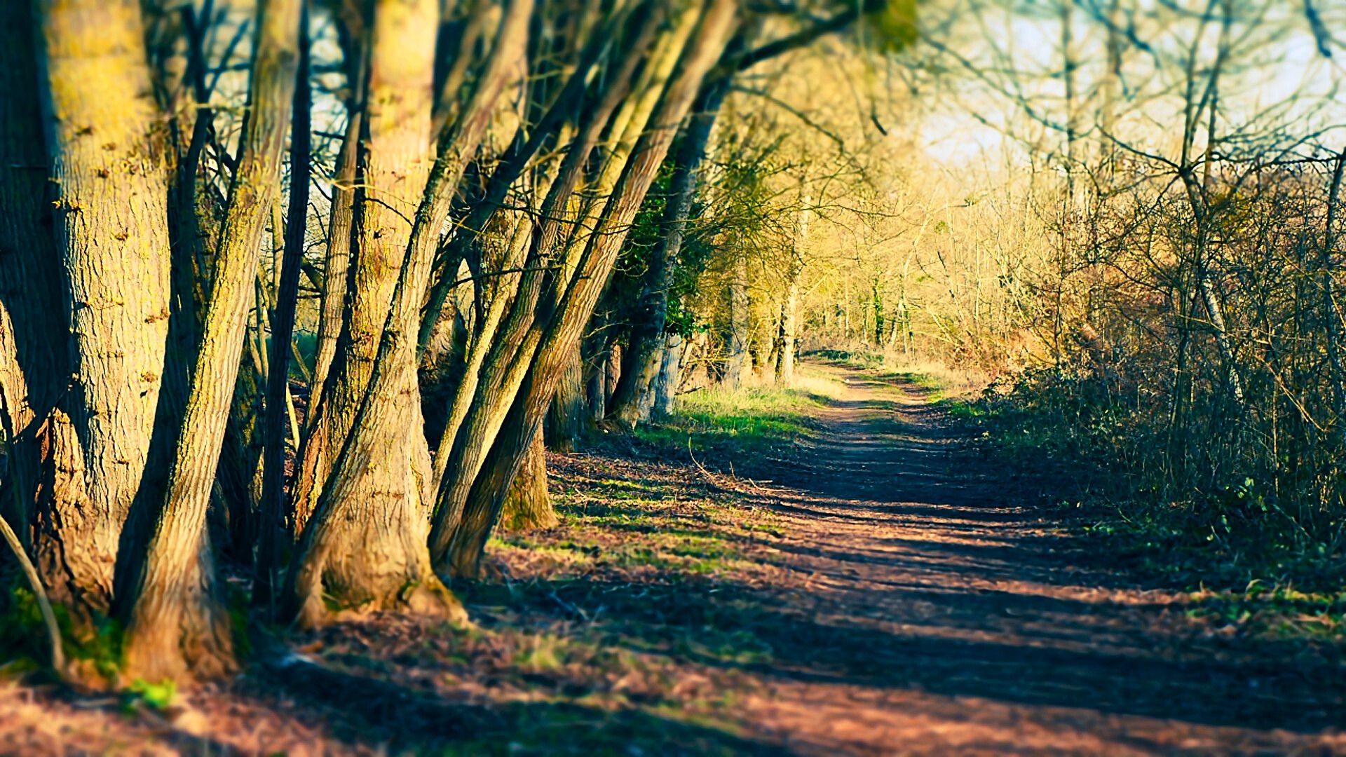 Sur le sentier du bois de l&rsquo;île