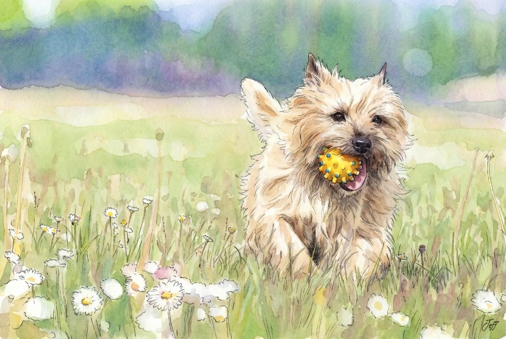 Cléo Petit Cairn Terrier… 13 ans de bonheur ! photos + 2 très courts petits&nbsp;films