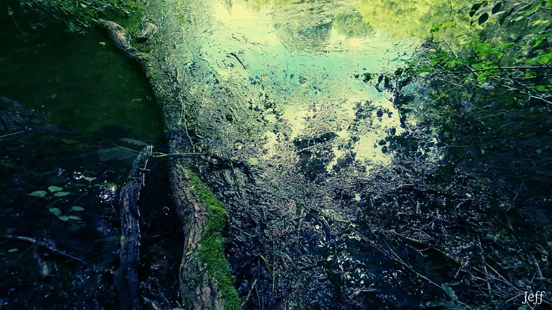 Dans la Forêt d’Orléans (vidéo + photos)